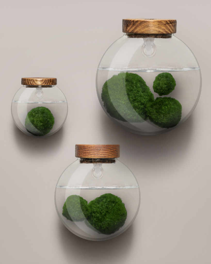 Marimo Moss Gałęzatka kulista