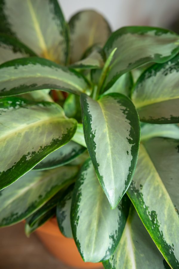 Aglaonema Prestige - Nature Concept
