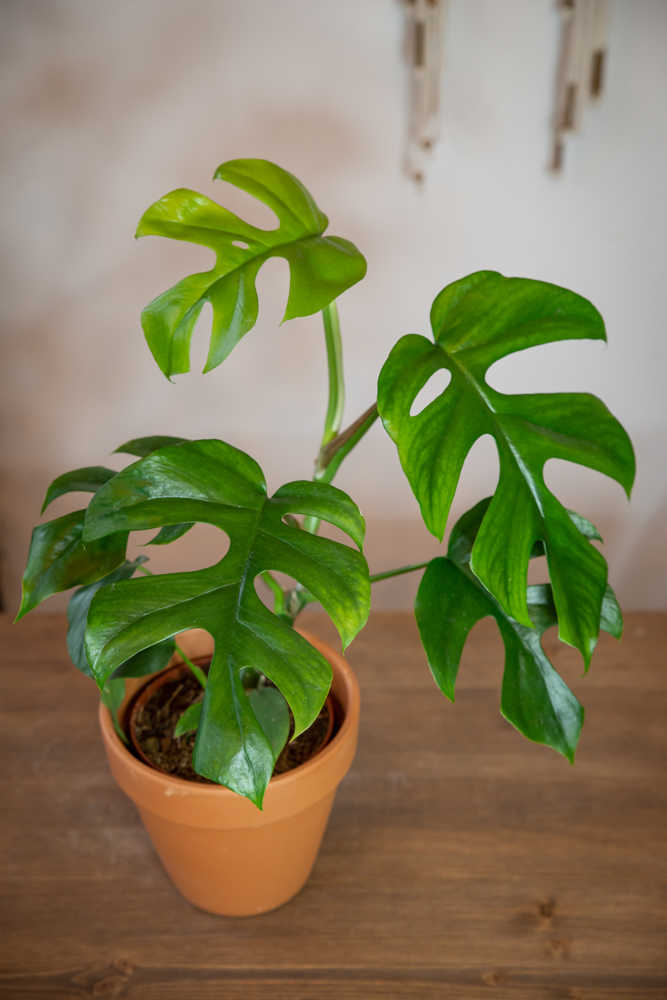 philodendron gloriosum substrat Philodendron gloriosum main image 0