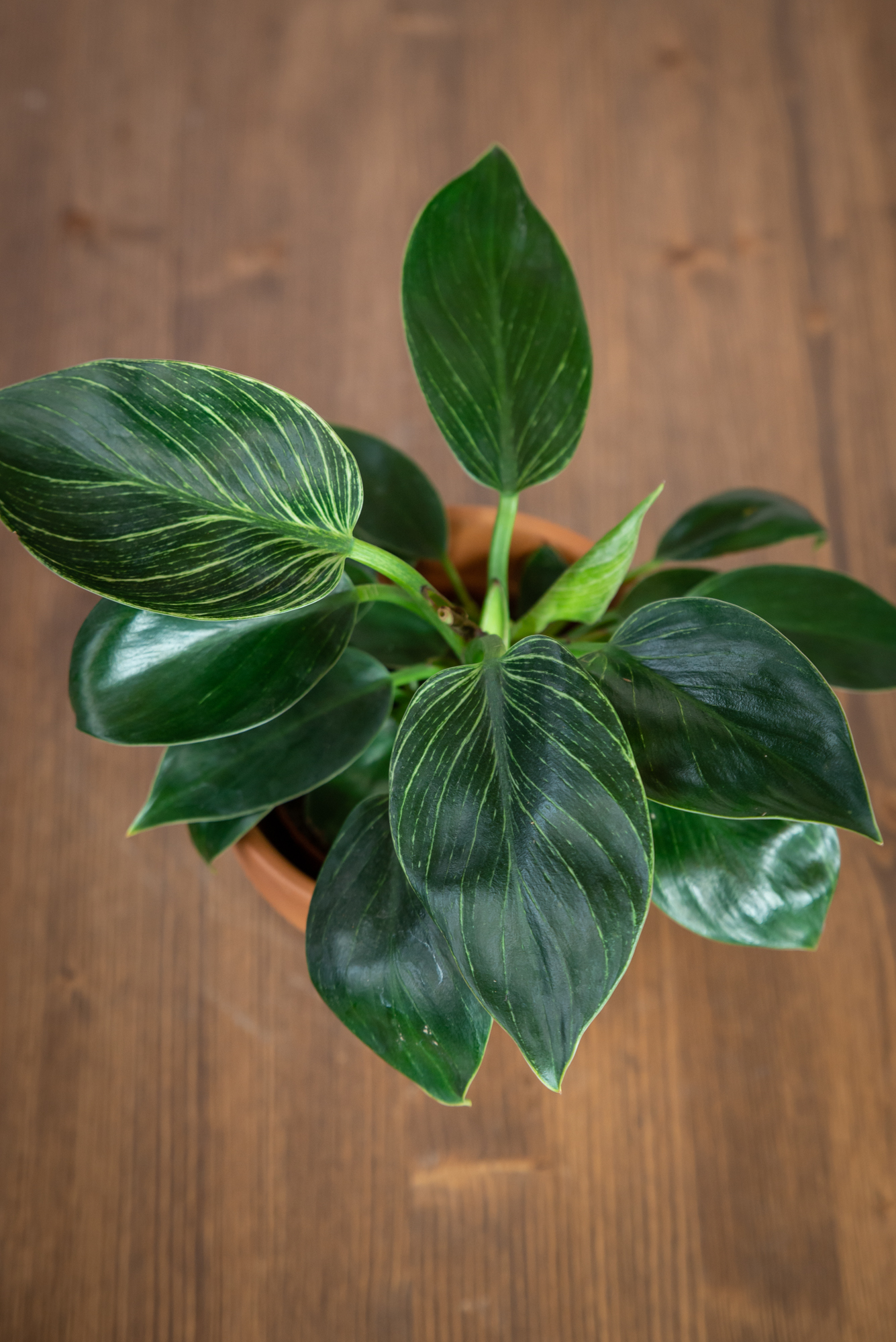 philodendron hederaceum mature Philodendron hederaceum – Adplants