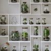 Las w Słoiku Wrocław Terrarium Szkło Rośliny