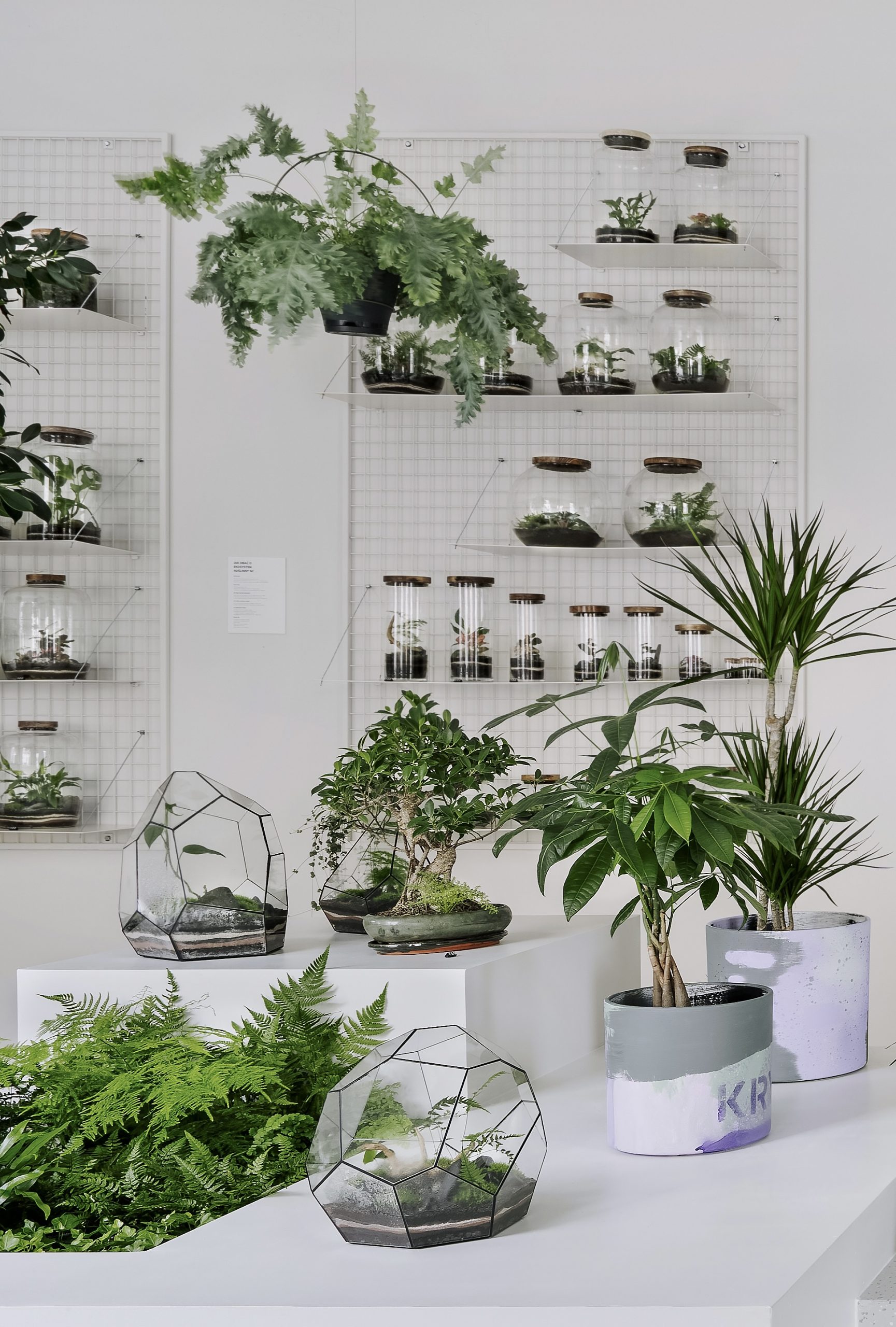 sklep z roślinami, las w słoiku, zestawy DIY
