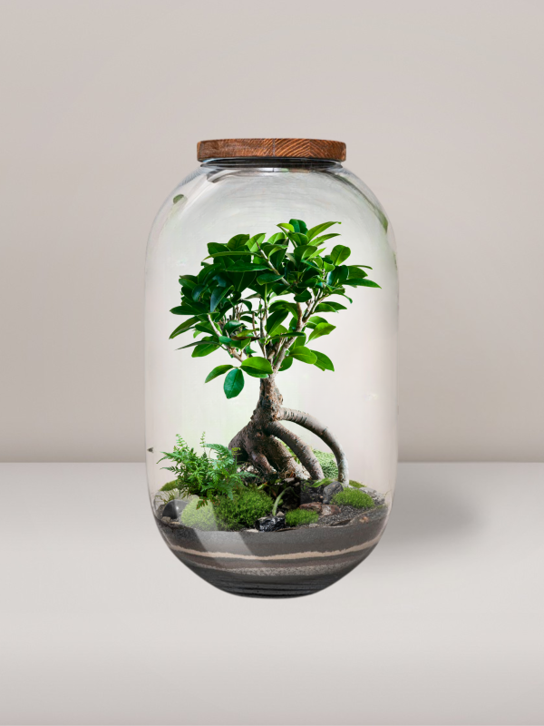 Las w Słoiku Fikus Ginseng Mech Terrarium