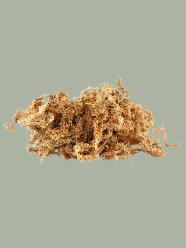 Mech Torfowiec Sphagnum