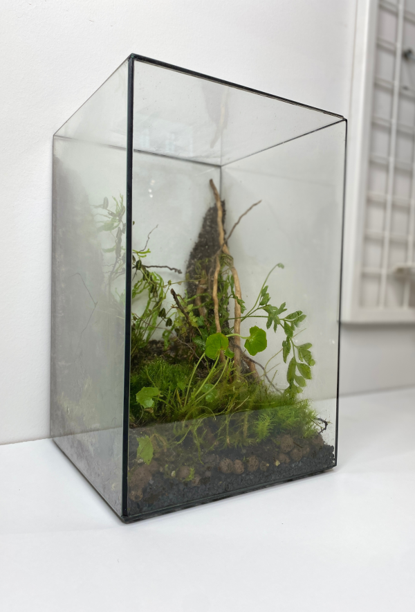 Las w słoiku terrarium