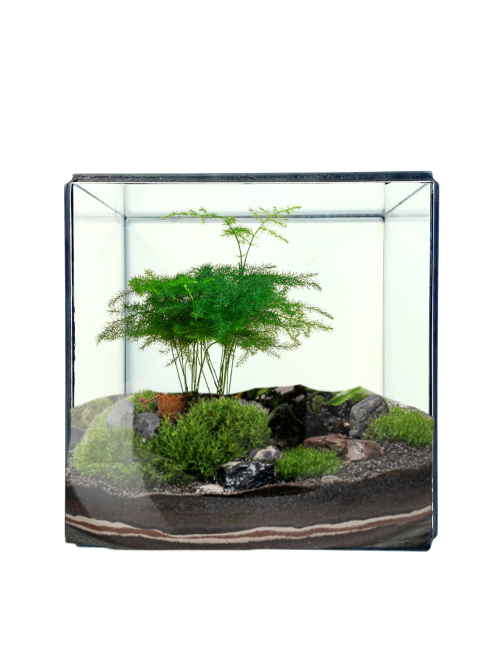 terrarium las w słoiku rośliny