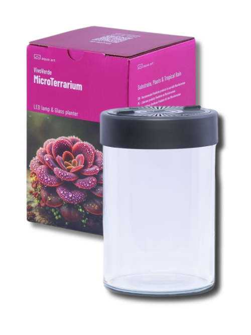 Rośliny owadożerne terrarium 1