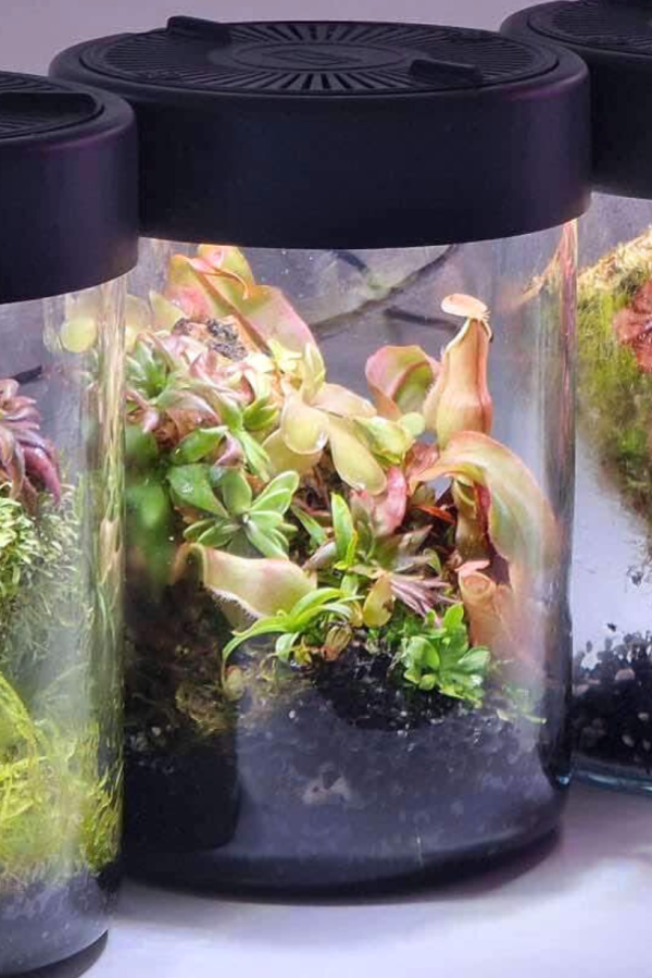 Rośliny owadożerne terrarium