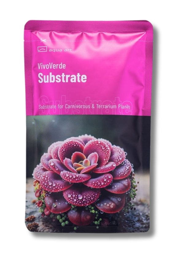 Rośliny owadożerne terrarium 4