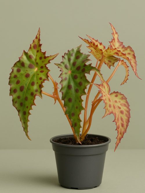 Begonia amphioxus