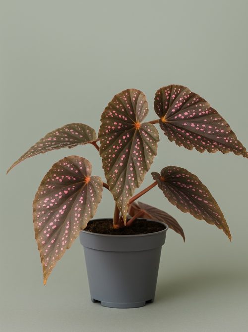 Begonia maculata ‘Pink Spot’