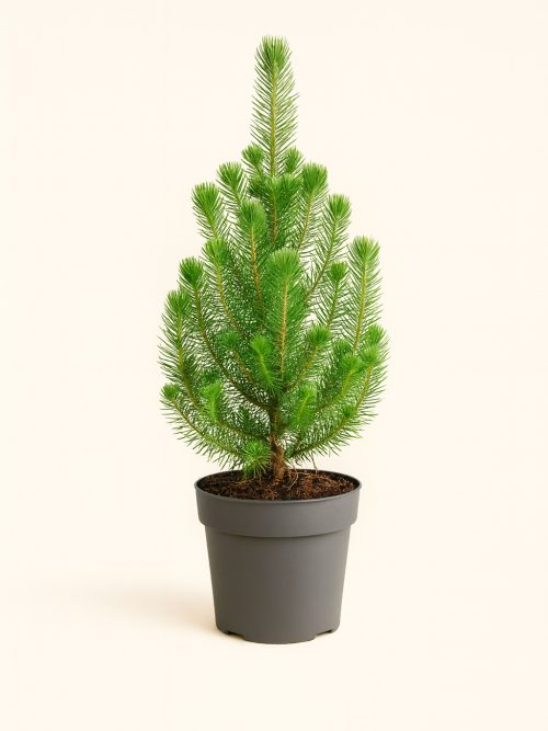 Pinus pinea ‘Silver’