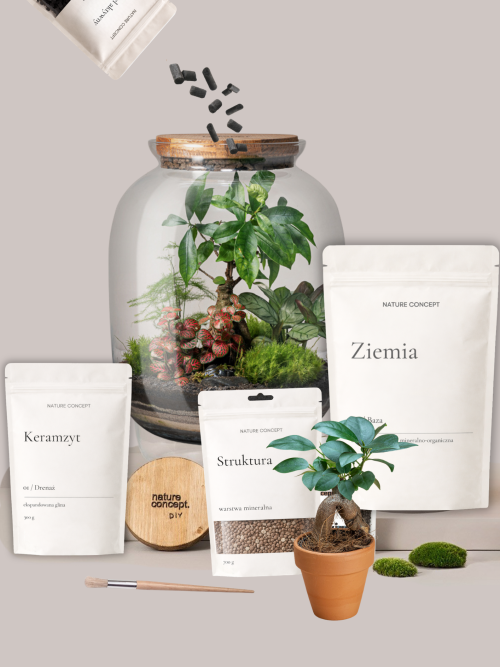 Fikus Bonsai– zestaw DIY